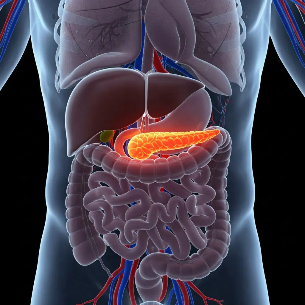 Pancreas