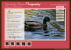 Jason’s Old School Website Designs