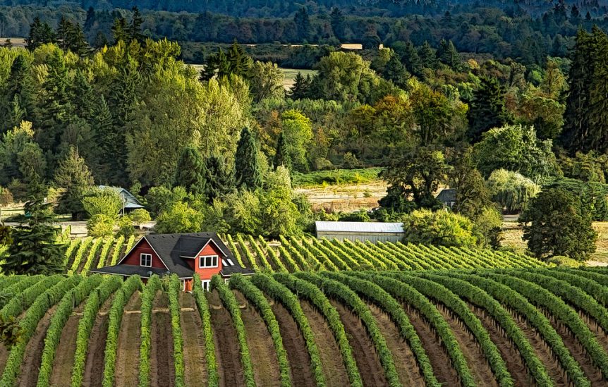 Winery Web Design in Yamhill County and the Willamette Valley