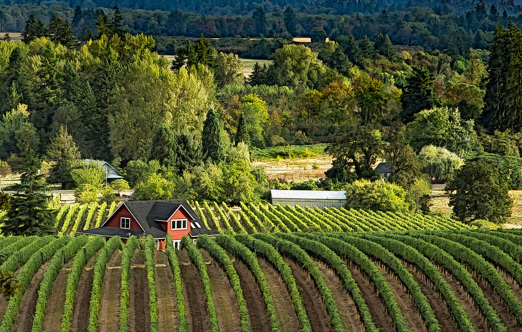 Winery Web Design in Yamhill County and the Willamette Valley